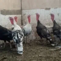 8 تا بوقلمون 2 تا خروس.. فوری.. فوری