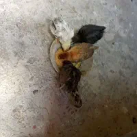 جوجه ۳ماه