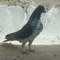 کفتر|پرنده|قم, هفت تیر|دیوار