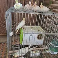 عروس هلندی