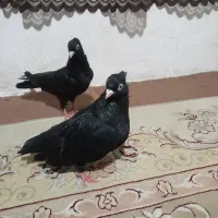 پرنده|پرنده|لاهیجان, انقلاب|دیوار