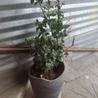 گلدان