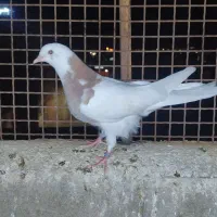 جوجه طوقی