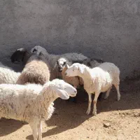 فروش میش بز