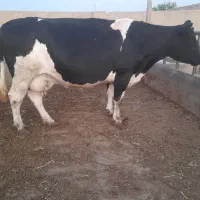 گاو هلشتانگ آبستن