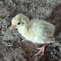 جوجه طاووس