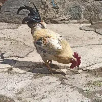 خروس جوان