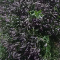 نعنا سبز برای عرق گیری وعرق نعنا اماده
