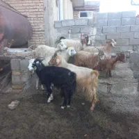 بز گوسفند