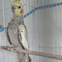 عروس هلندی 3 ماهه