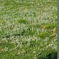 زمین-خانه-سری-روستایی-پیته-نو-هزار-جریب