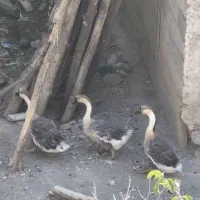 مرغ ، خروس ، غاز