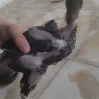جوجه لاری اصیل