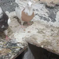 کبوتر طوقی