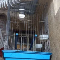 قفس پرنده نوبزرگ وجادار