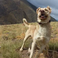 سگ نگهبان گله