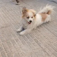 پاپی. نر
