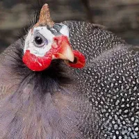 مرغ شاخ دار