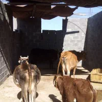 گاو