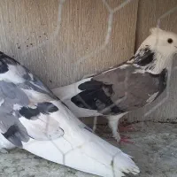 کفتر