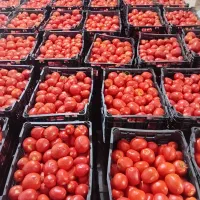 رب گوجه فرنگی