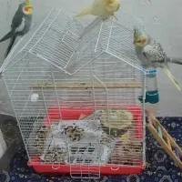 ۳عددطوطی‌عروس