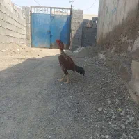 خروس چابهاری