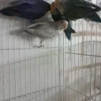 کوتوله وایت فیس