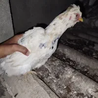 مرغ