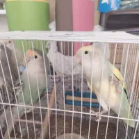 طوطی کوتوله رنگ خاص