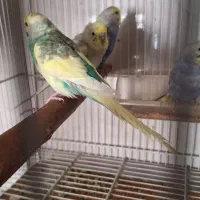 مرغ عشق به صورت یکجا قیمت توافقی