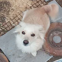 واگذاری سگ پشمالو