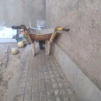 یک عدد فرعون فورشی هست