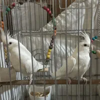یک جفت عروس هلندی آلبینو