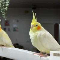 جفت مولد عروس هلندی