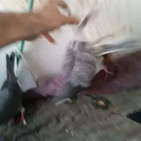 نروماده دهنجور