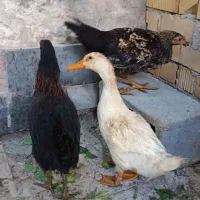 مرغ وخروس محلی
