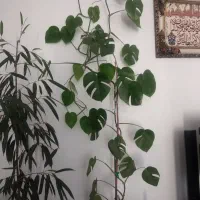 گل طبیعی برگ انجیری