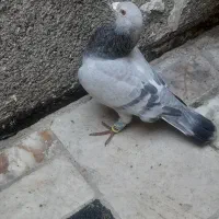 کبوتر