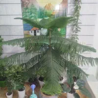 گل کاج مطبق