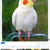 عروس هلندی