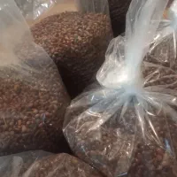 بادام کوهی