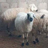 گوسفند قربانی بره