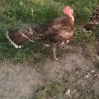 بوقلمون نر 7ماهه و جوان