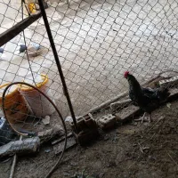 خروس|حیوانات مزرعه|اهواز, زرگان|دیوار