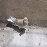 کفتر پلاس