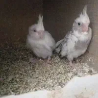 جوجه عروس