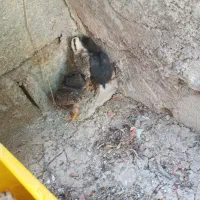 جوجه ۲۴ روزه  گلپایگانی