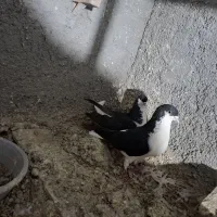 ساده سیاه جفت و ۴ تا جوجه جوانه