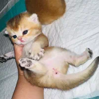 گربه اشرافی اسکاتیش